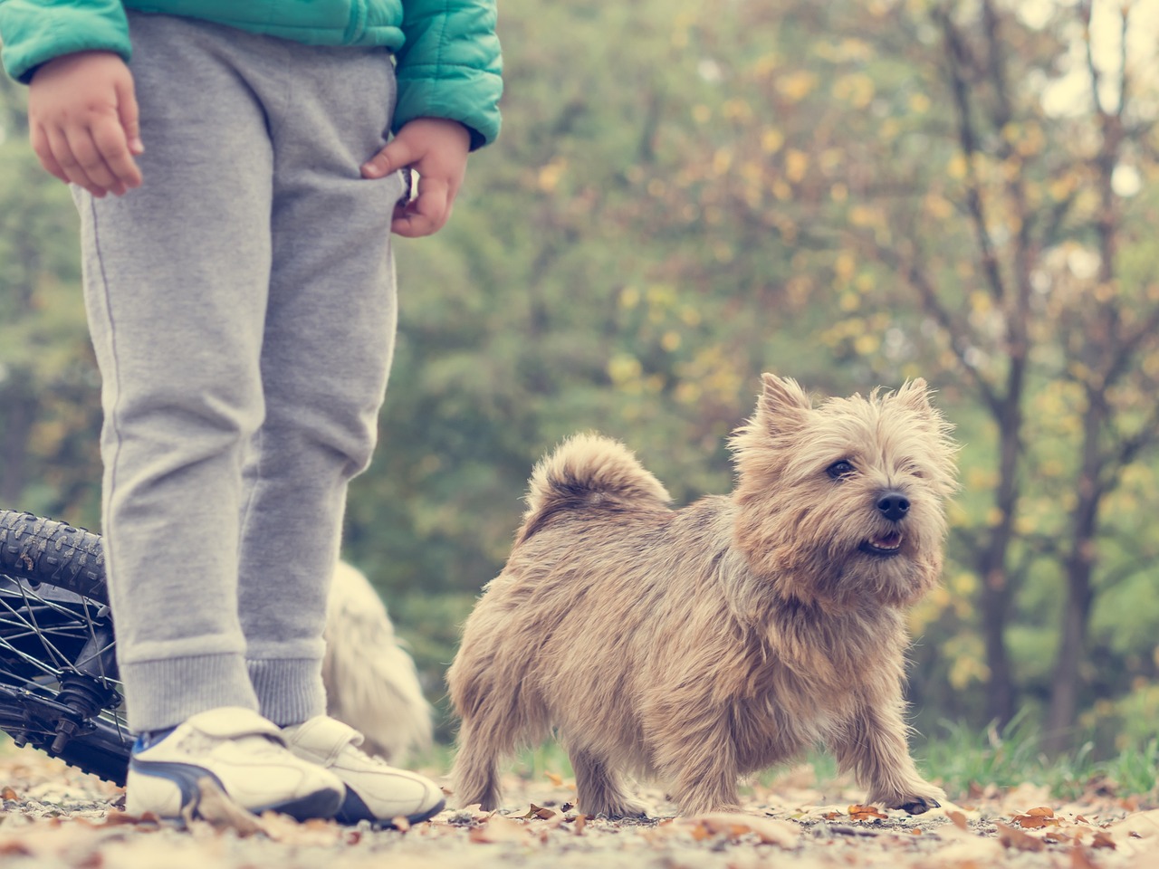 青春热血成长故事，疯犬少年的天空免费观看指南