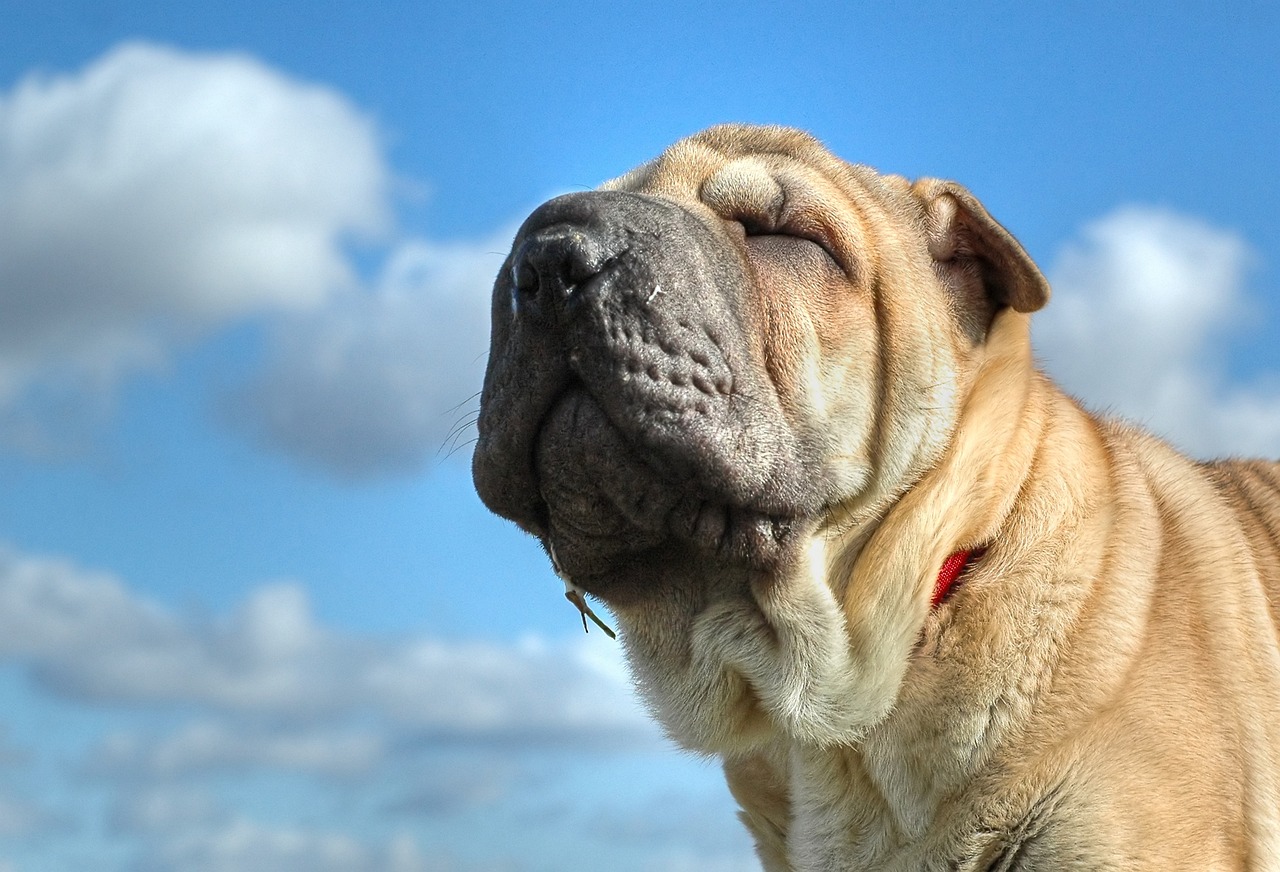 风犬少年的天空青春热血成长故事在线观看完整版免费放送！