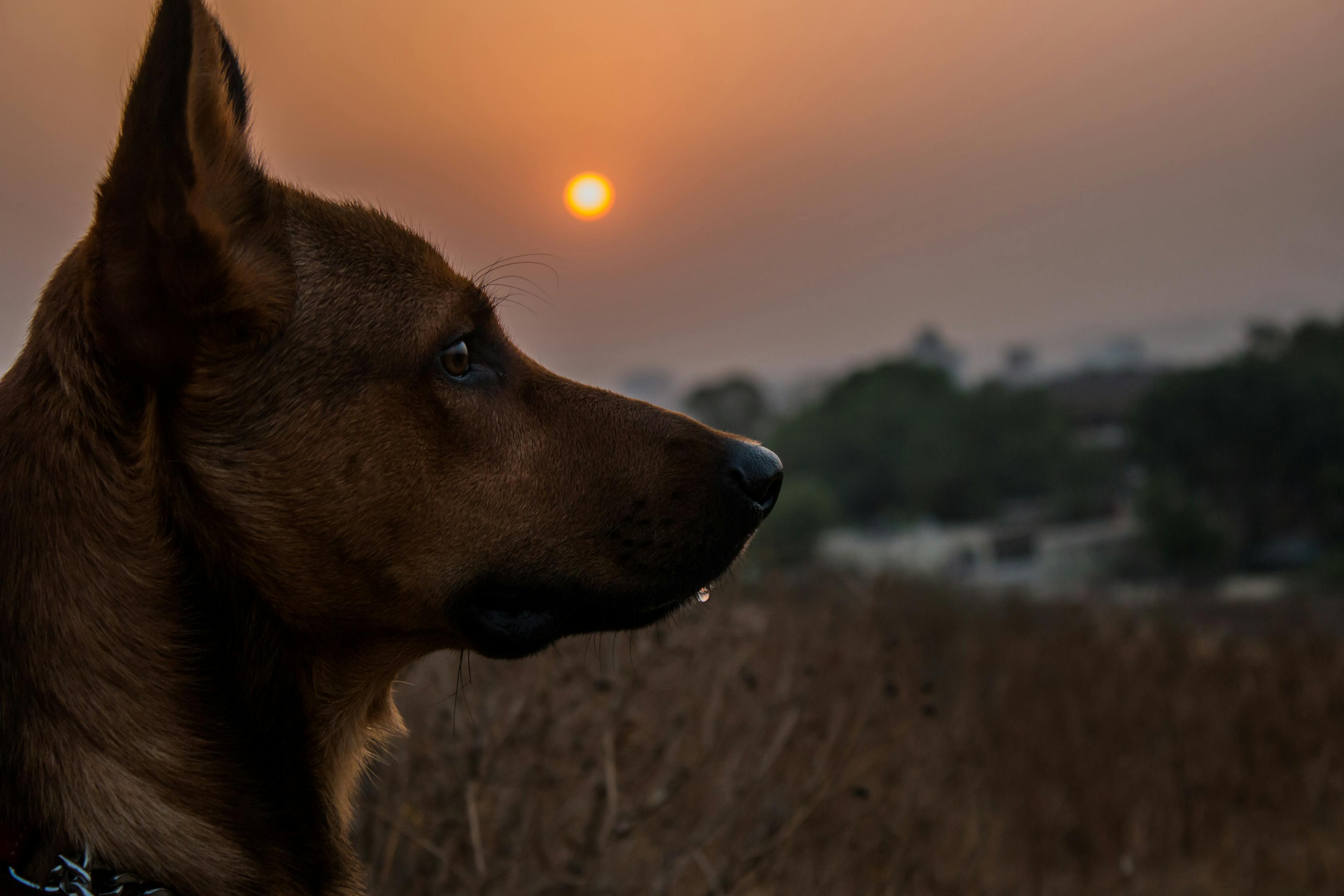 风犬少年的天空免费在线观看，青春热血剧的魅力展现！