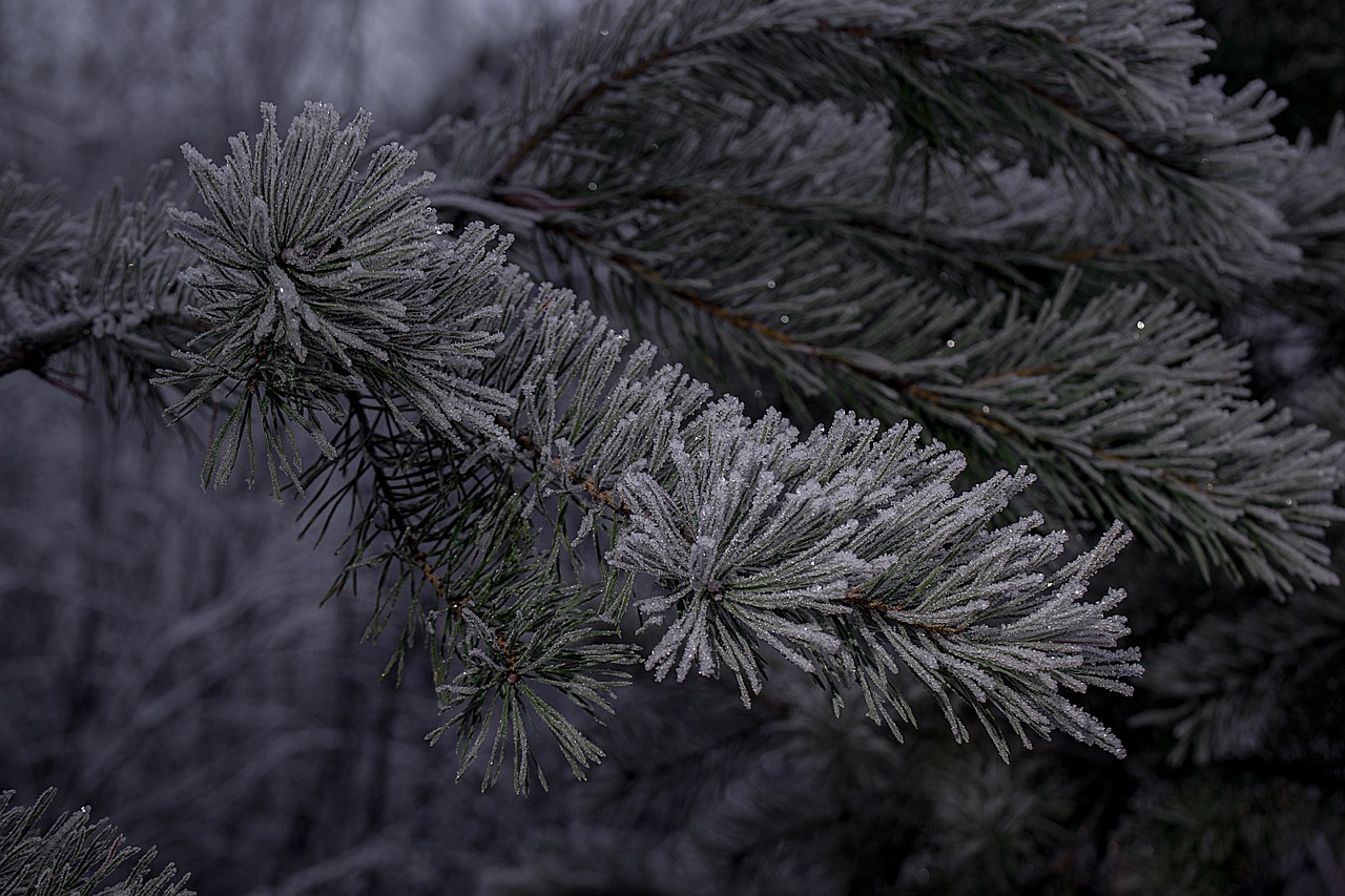 雪狼谷28，探索与挑战的交汇之地