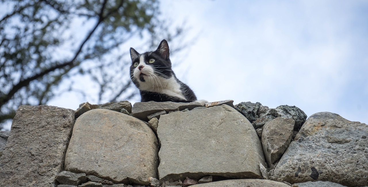 猫和老鼠在线观看，视觉与智慧的盛宴