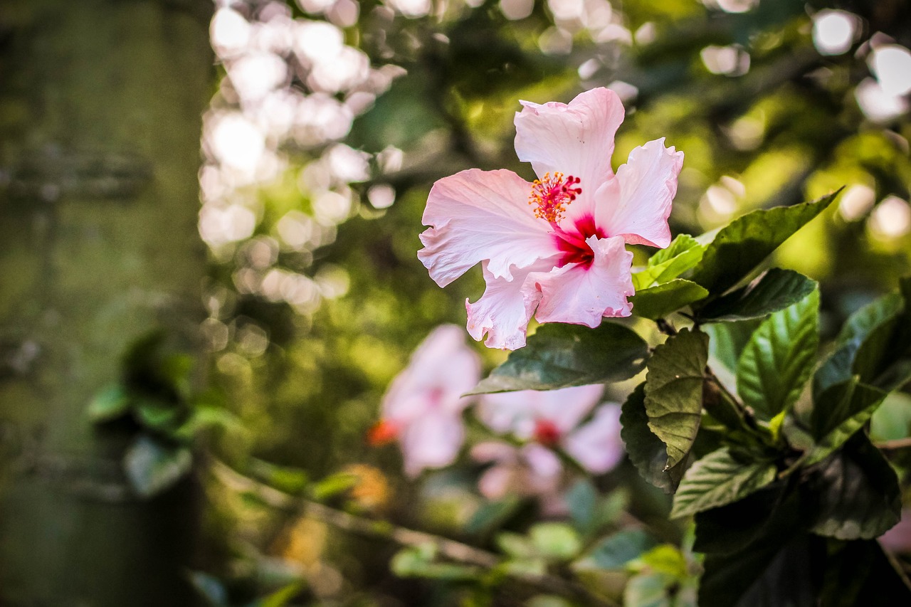 花非花电视剧，视觉盛宴与情感深度探索之旅