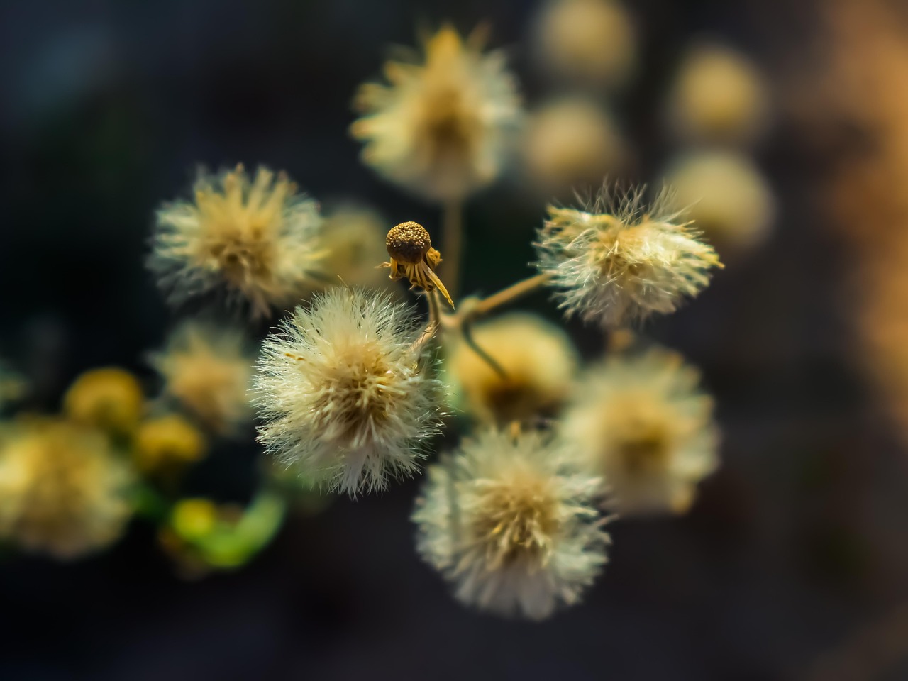 花与罪，电视剧中的花影与罪孽交织之旅