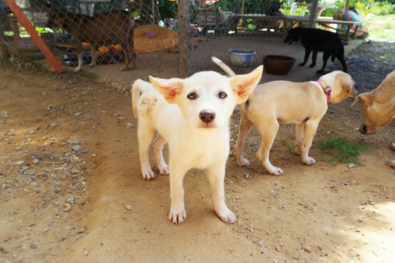 代号九耳犬全集热血传奇视听盛宴在线播放